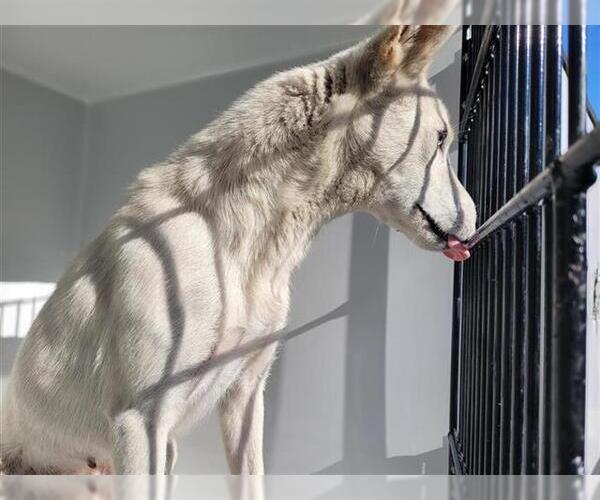 Medium Photo #1 Huskies -Unknown Mix Puppy For Sale in Houston, TX, USA