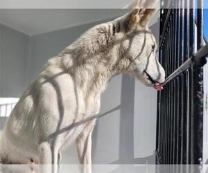 Huskies -Unknown Mix Dogs for adoption in Houston, TX, USA