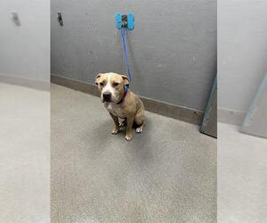American Pit Bull Terrier-Unknown Mix Dogs for adoption in Las Vegas, NV, USA