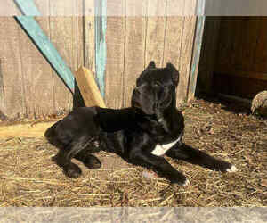 Father of the Cane Corso puppies born on 10/05/2025