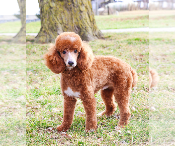 Medium Photo #1 Goldendoodle-Poodle (Toy) Mix Puppy For Sale in SYRACUSE, IN, USA