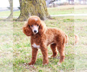 Father of the Goldendoodle-Poodle (Toy) Mix puppies born on 04/12/2025