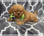 Small Photo #20 Cavapoo Puppy For Sale in LAKELAND, FL, USA
