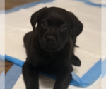 Small #8 Labrador Retriever Mix