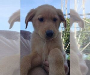 German Shepherd Dog-Golden Retriever Mix Puppy for sale in MODESTO, CA, USA