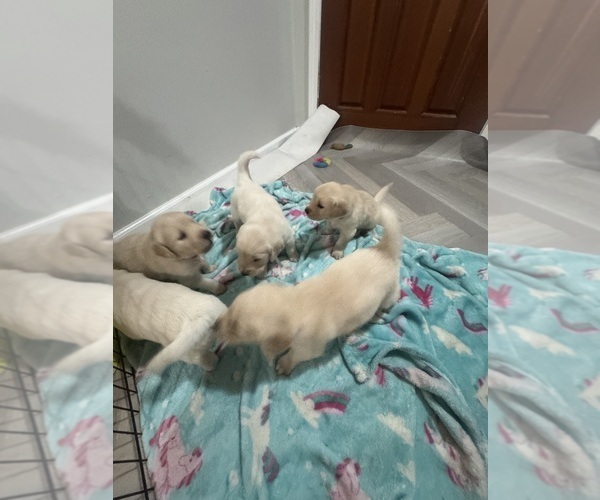 Medium Photo #6 Golden Retriever Puppy For Sale in PAW PAW, MI, USA