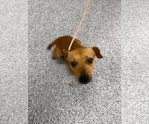 Skye - Female Chihuahua-Eurasier Mix Dog for Adoption - Photo #2