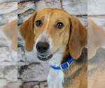 Small Treeing Walker Coonhound Mix
