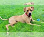 Small Photo #12 Mastiff-Unknown Mix Puppy For Sale in Canton, CT, USA