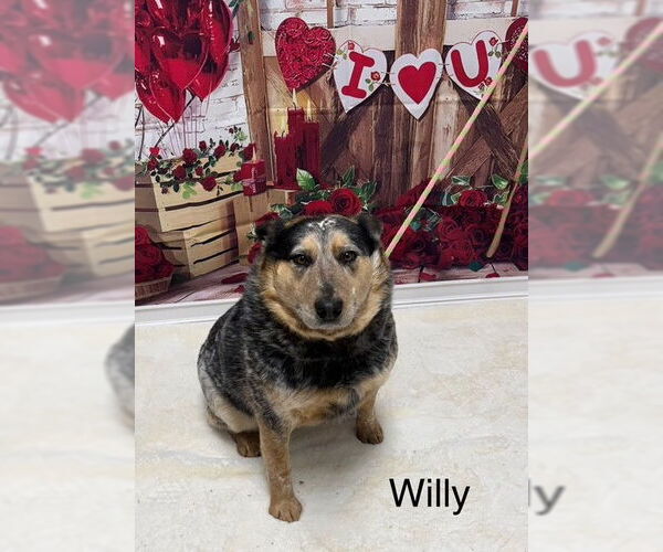 Medium Photo #2 Mutt Puppy For Sale in Cottageville, WV, USA