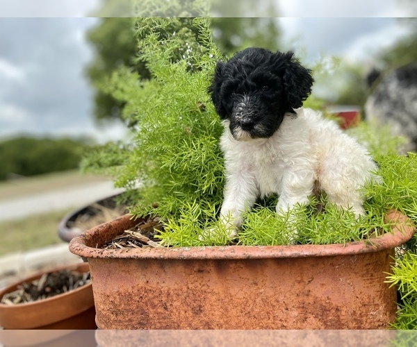 Medium Photo #3 Poodle (Standard) Puppy For Sale in HENRIETTA, TX, USA