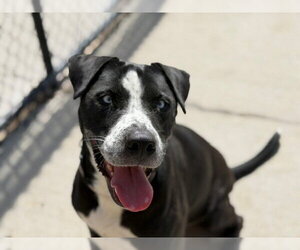 Labrador Retriever-Unknown Mix Dogs for adoption in Tulsa, OK, USA