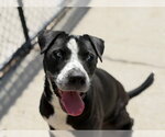 MONTANA - Female Labrador Retriever-Unknown Mix Dog for Adoption - Small photo