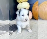 Small Photo #7 Australian Shepherd Puppy For Sale in LODA, IL, USA