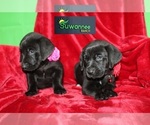 Small Photo #6 Goldmaraner Puppy For Sale in LIVE OAK, FL, USA