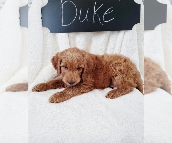 Medium Photo #3 Goldendoodle Puppy For Sale in NORTH VERNON, IN, USA