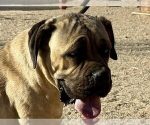 Lexi 1 - I was adopted! - Female Mutt Dog for Adoption - Photo #2