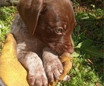 Small Photo #7 German Shorthaired Pointer Puppy For Sale in ALFORD, FL, USA