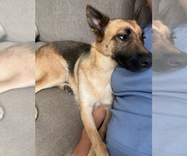 Medium Photo #9 German Shepherd Dog Puppy For Sale in Dana Point, CA, USA