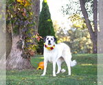 Small Photo #8 Great Pyrenees-Unknown Mix Puppy For Sale in Unionville, PA, USA