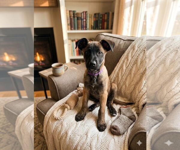 Medium Photo #2 Mutt Puppy For Sale in Genesee, WI, USA