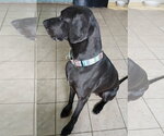 Small Photo #3 Great Dane Puppy For Sale in Newfoundland, PA, USA