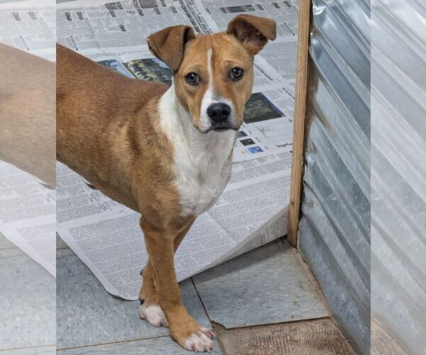 Medium Photo #2 Mutt Puppy For Sale in Anniston, AL, USA
