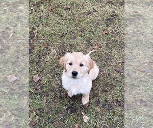 Golden Retriever Puppy for sale in SEYMOUR, IN, USA