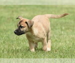 Small #2 Australian Shepherd Mix