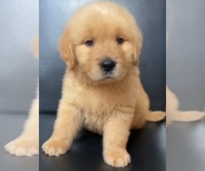 Golden Retriever Puppy for sale in SANTA ANA, CA, USA