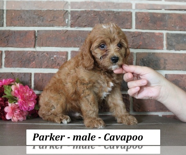 Medium Photo #3 Cavapoo (Miniature) Puppy For Sale in CLARKRANGE, TN, USA