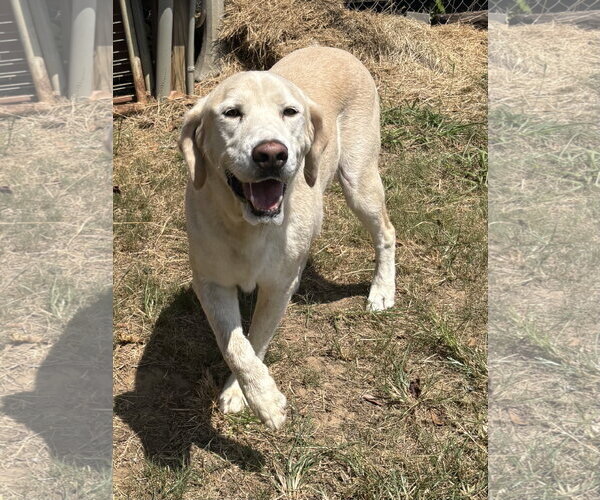 Medium Photo #2 Mutt Puppy For Sale in Wetumpka, AL, USA