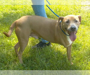 261003  Skip - Male American Pit Bull Terrier-Unknown Mix Dog for Adoption - Photo #2