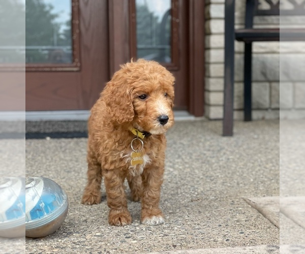 Medium Photo #8 Poodle (Standard) Puppy For Sale in WOLCOTT, IN, USA