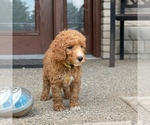 Small Photo #8 Poodle (Standard) Puppy For Sale in WOLCOTT, IN, USA