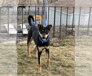 Mutt Dogs for adoption in Sandy, UT, USA