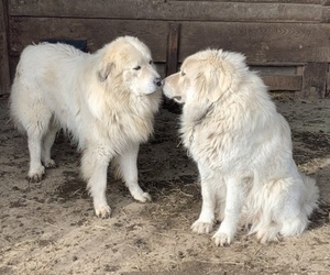 Father of the Great Pyrenees puppies born on 10/31/2021