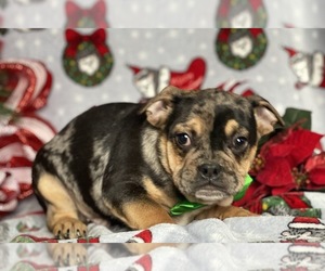 Beabull Puppy for sale in LANCASTER, PA, USA