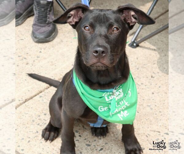 Medium Photo #5 Labrador Retriever-Unknown Mix Puppy For Sale in Washington, DC, USA
