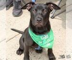 Small #4 Labrador Retriever Mix
