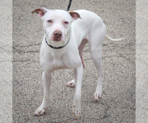 Medium Photo #4 American Staffordshire Terrier-Whippet Mix Puppy For Sale in Huntley, IL, USA