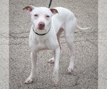 Small #3 American Staffordshire Terrier-Whippet Mix