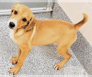 Pointer-Unknown Mix Dogs for adoption in Houston, TX, USA