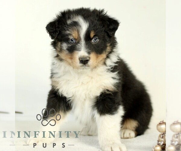 Medium Photo #4 Australian Shepherd Puppy For Sale in LANCASTER, PA, USA