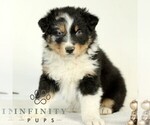 Small #3 Australian Shepherd