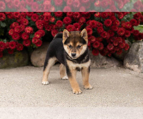 Medium Photo #3 Shiba Inu Puppy For Sale in MILLERSBURG, IN, USA