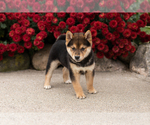 Small #2 Shiba Inu