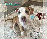 Small #7 Staffordshire Bull Terrier Mix