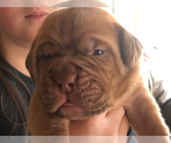 Medium Photo #6 Dogue de Bordeaux Puppy For Sale in INKOM, ID, USA