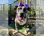 Small #2 American Pit Bull Terrier Mix